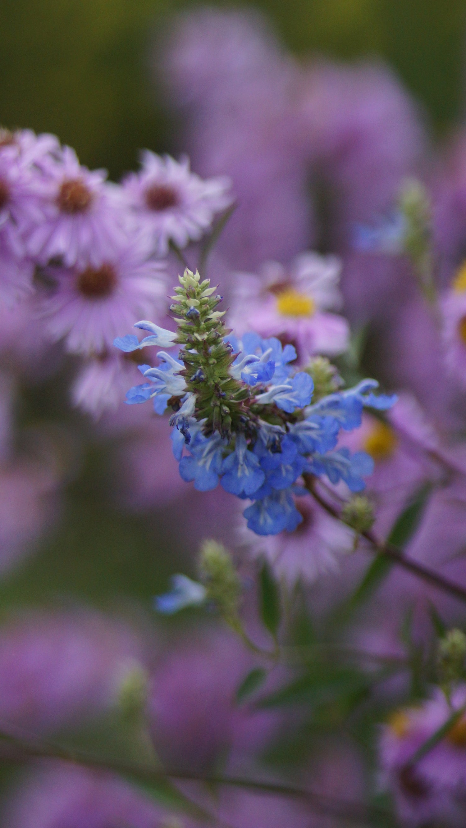 Insektenweiden