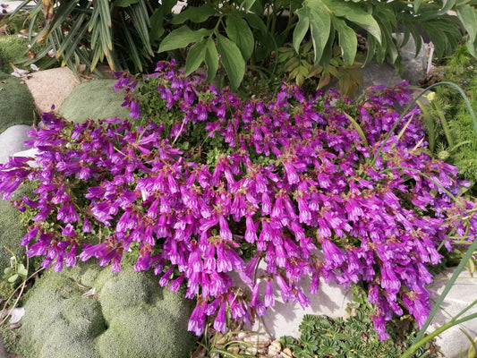 Penstemon rupicola x fruticosa var. scouleri 'Pink Dragon' - Klippen-Bartfaden