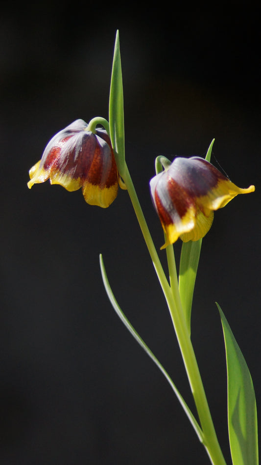 Fritillaria michailovskyi - Türkische Schachbrettblume