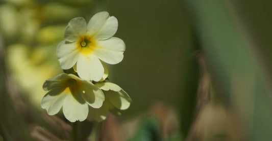 Primula elatior - Hohe Schlüsselblume