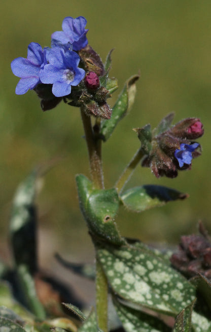 Pulmonaria Hybride 'Trevi Fountain' - Lungenkraut