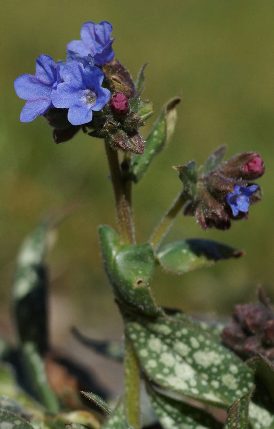 Pulmonaria Hybride 'Trevi Fountain' - Lungenkraut