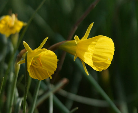 Narcissus bulbocodium 'Golden Bells' - Reifrock-Narzisse