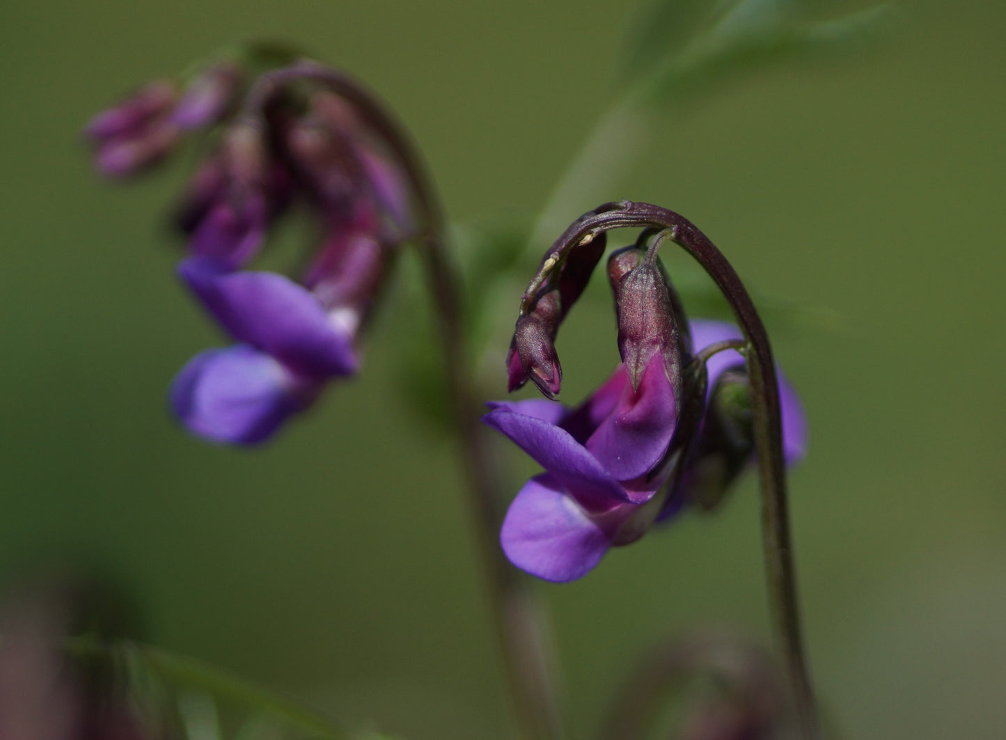 Lathyrus vernus - Frühlings-Platterbse
