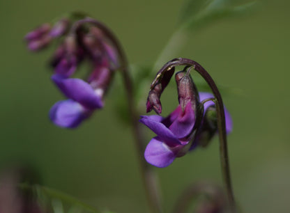 Lathyrus vernus - Frühlings-Platterbse