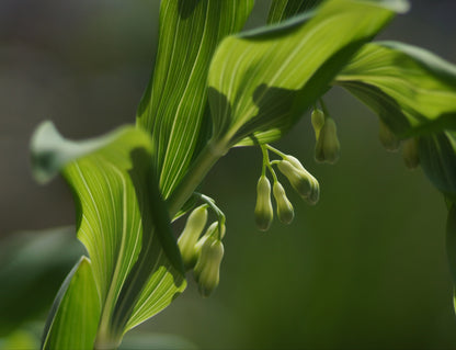 Polygonatum multiflorum - Vielblütiges Salomonssiegel