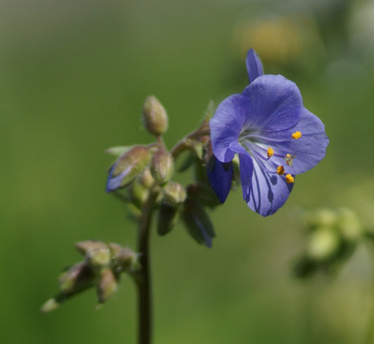 Polemonium caeruleum - Jakobsleiter