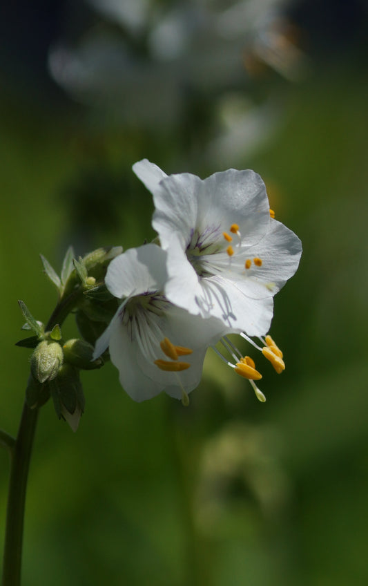 Polemonium caeruleum f. album - Weisse Jakobsleiter