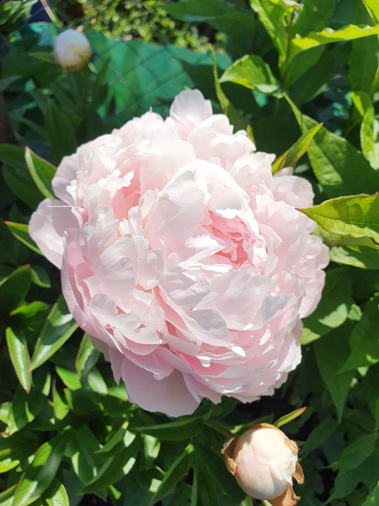 Paeonia lactiflora 'Pillow Talk' - Pfingstrose