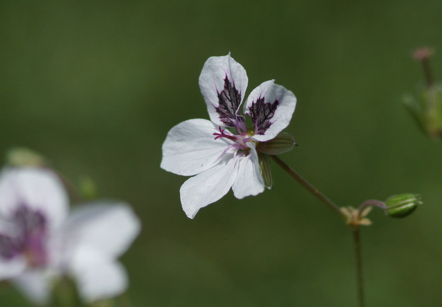 Erodium Hybride 'Stefanie' - Reiherschnabel