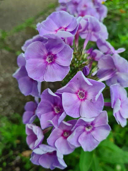Phlox paniculata 'Gräfin von Schwerin' - Hoher Stauden-Phlox