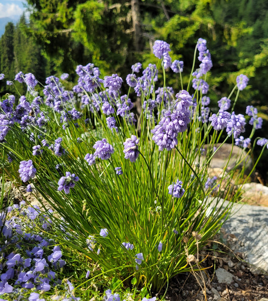 Allium beesianum - Yunnan-Lauch