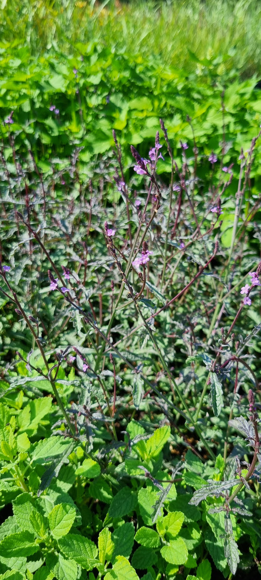 Verbena officinalis 'Bampton' - Purpurblättriges Eisenkraut