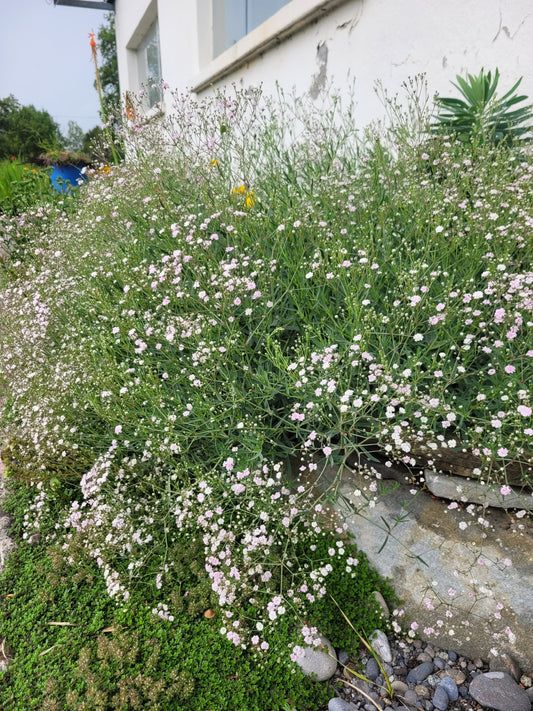 Gypsophila Hybride 'Rosenschleier' - Schleierkraut