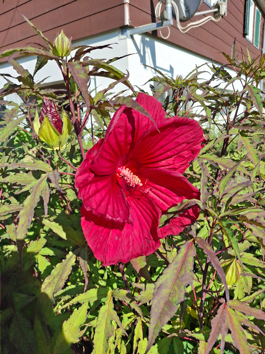 Hibiscus moscheutos 'Fireball®' - Sumpfeibisch