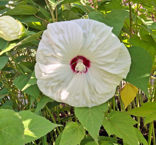 Hibiscus moscheutos 'Old Yella®' - Sumpfeibisch
