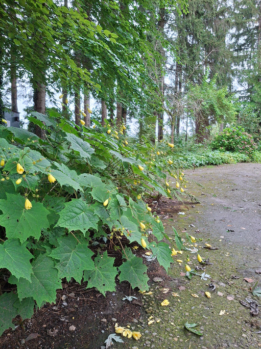 Kirengeshoma palmata - Japanische Wachsglocke