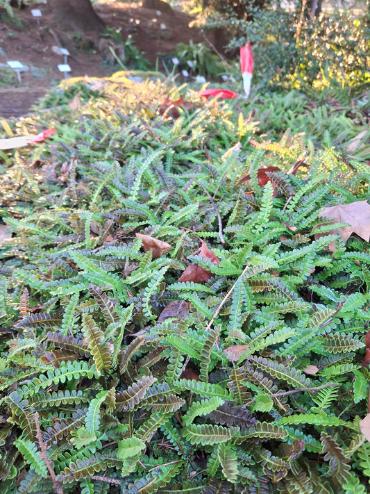 Blechnum penna-marina - Seefeder-Rippenfarn