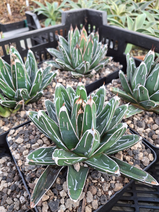 Agave victoriae-reginae - Königin-Viktoria-Agave