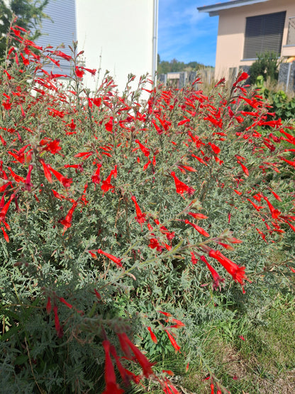 Zauschneria californica - Kolibritrompete