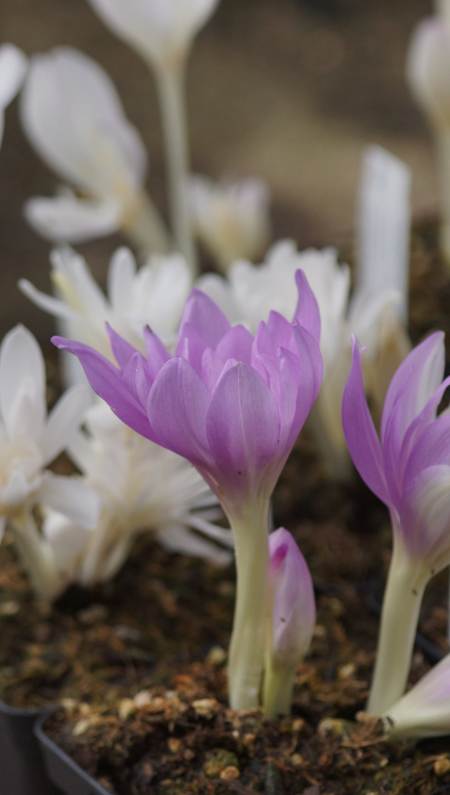Colchicum autumnale 'Waterlily' - Gefüllte Herbstzeitlose