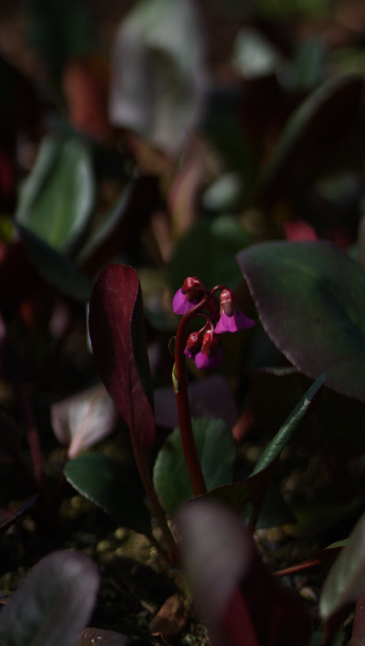 Bergenia cordifolia 'Eroica' - Bergenie