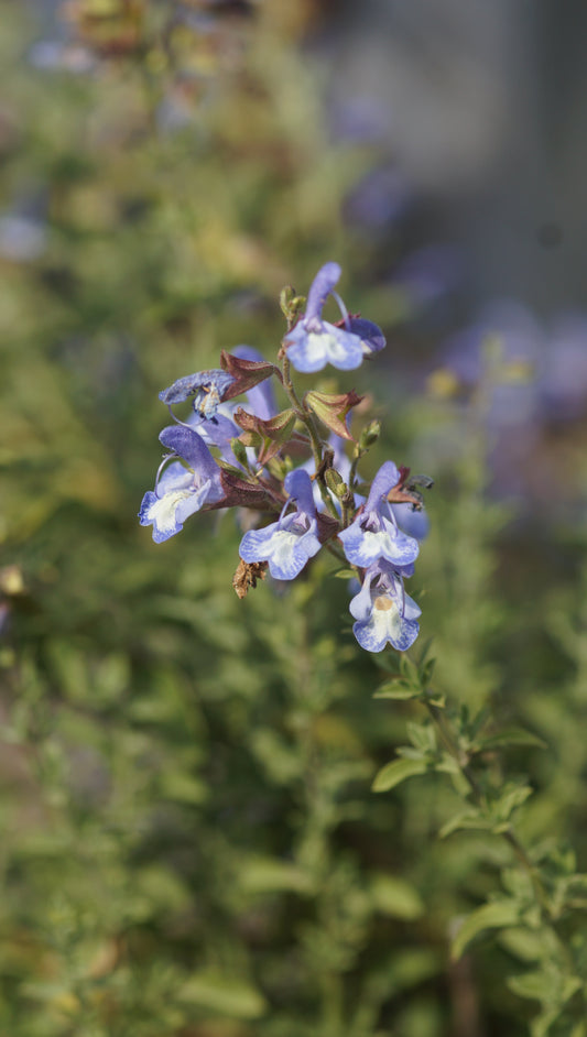 Salvia muirii - Muir's Salbei
