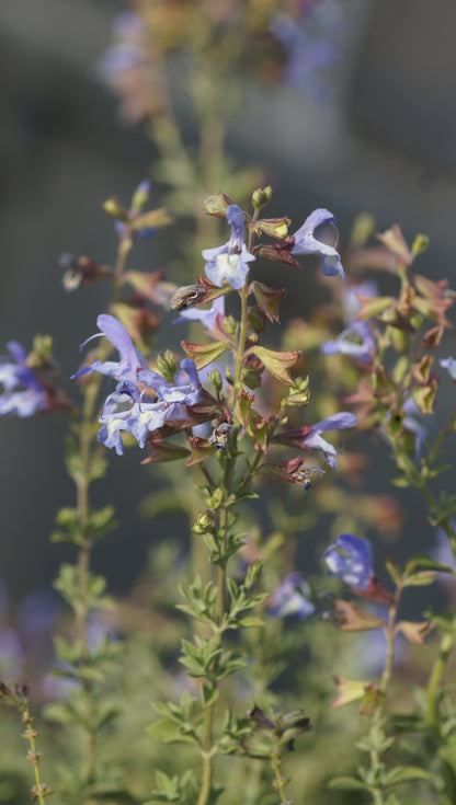 Salvia muirii - Muir's Salbei