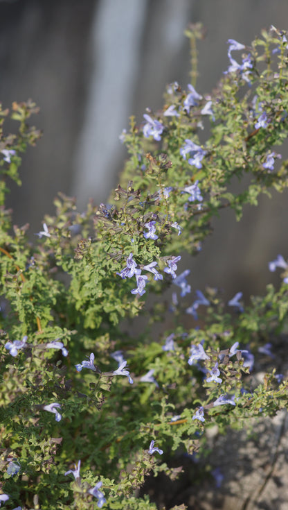 Salvia namaensis x africana 'Finngrove' - Strauch-Salbei