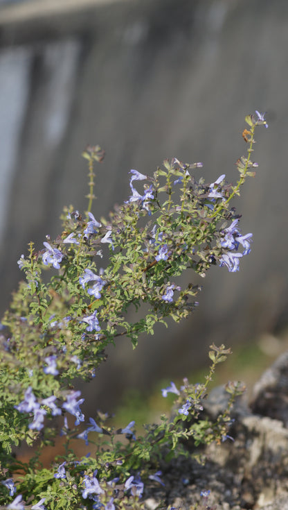 Salvia namaensis x africana 'Finngrove' - Strauch-Salbei