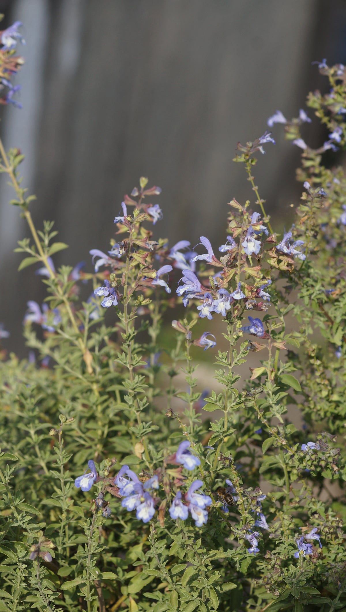 Salvia muirii - Muir's Salbei