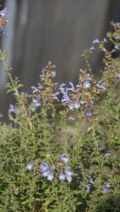 Salvia muirii - Muir's Salbei