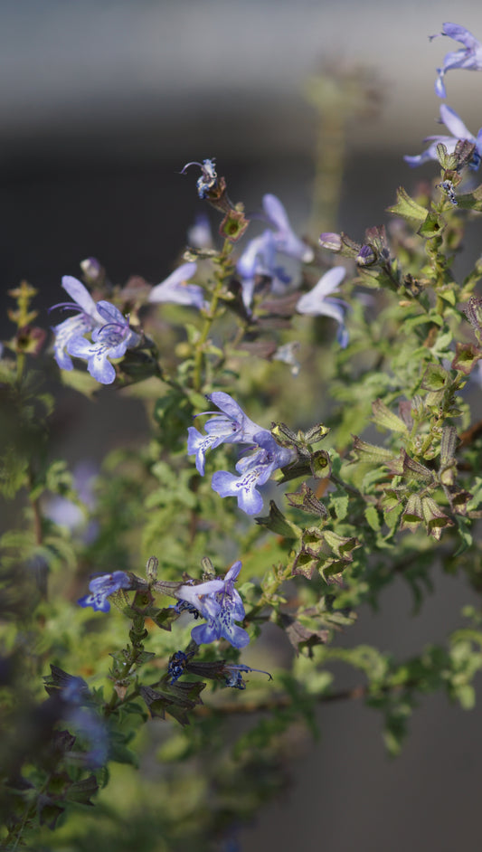Salvia namaensis x africana 'Finngrove' - Strauch-Salbei