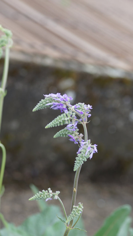 Salvia nutans - Nickender Salbei