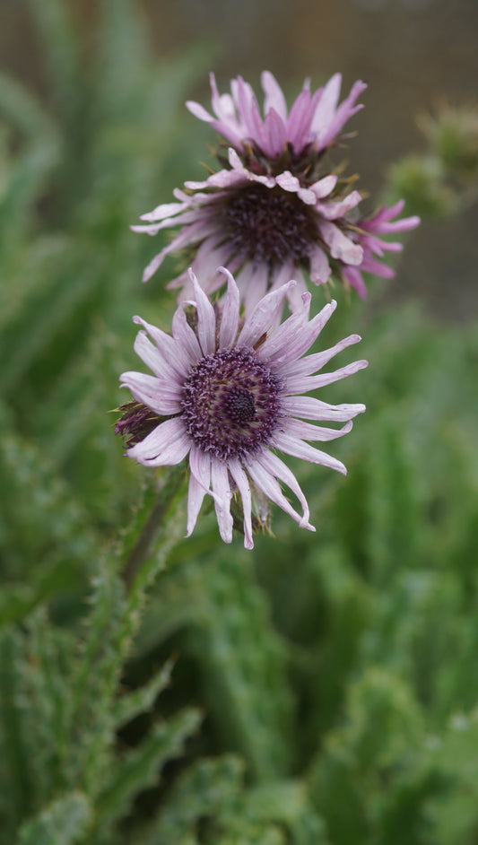 Berkheya purpurea - Südafrikanische Purpurdistel