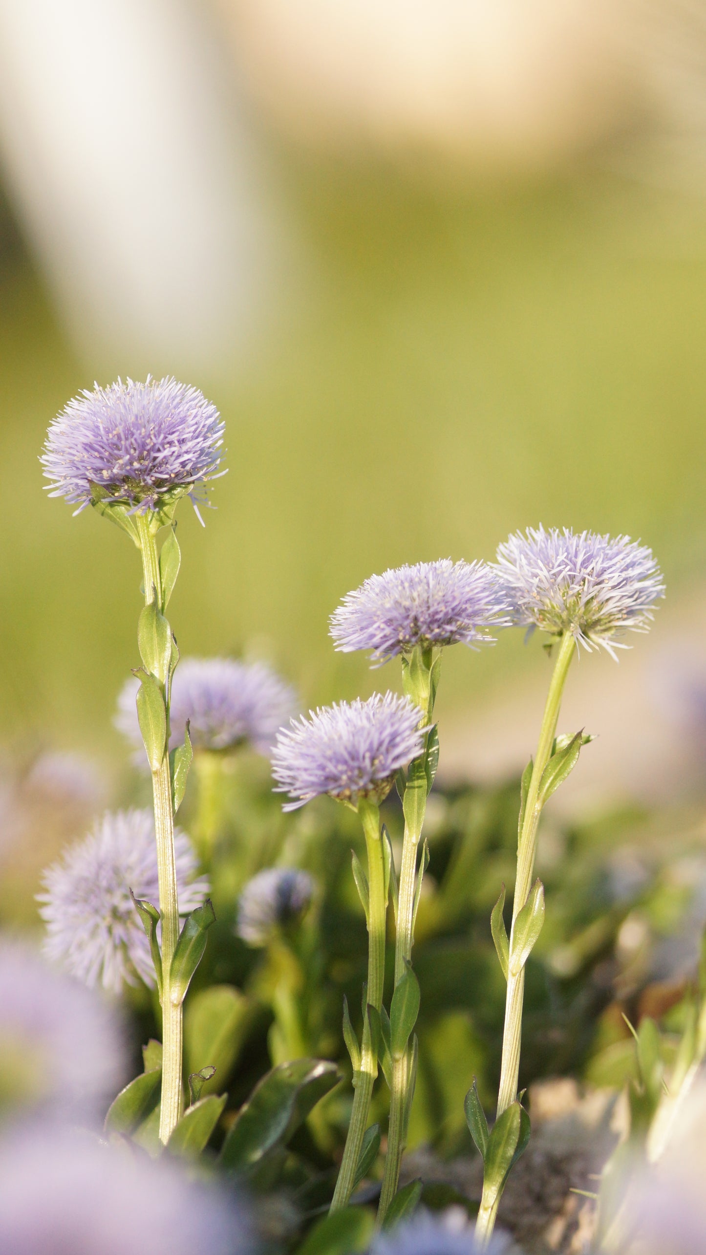 Globularia trichosantha - Behaarte Kugelblume