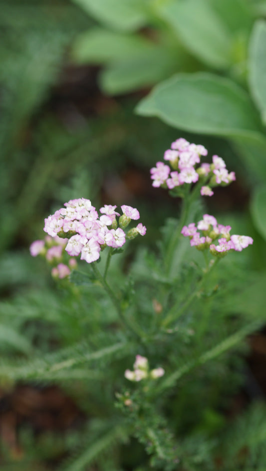 Achillea millefolium 'Apfelblüte' - Schafgarbe