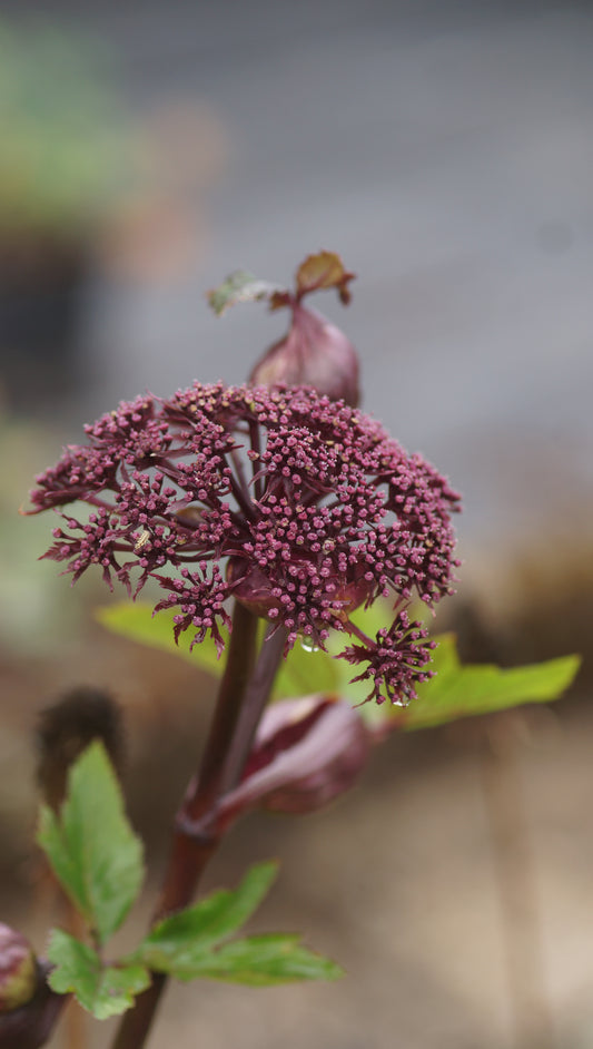 Angelica gigas - Rote Engelwurz