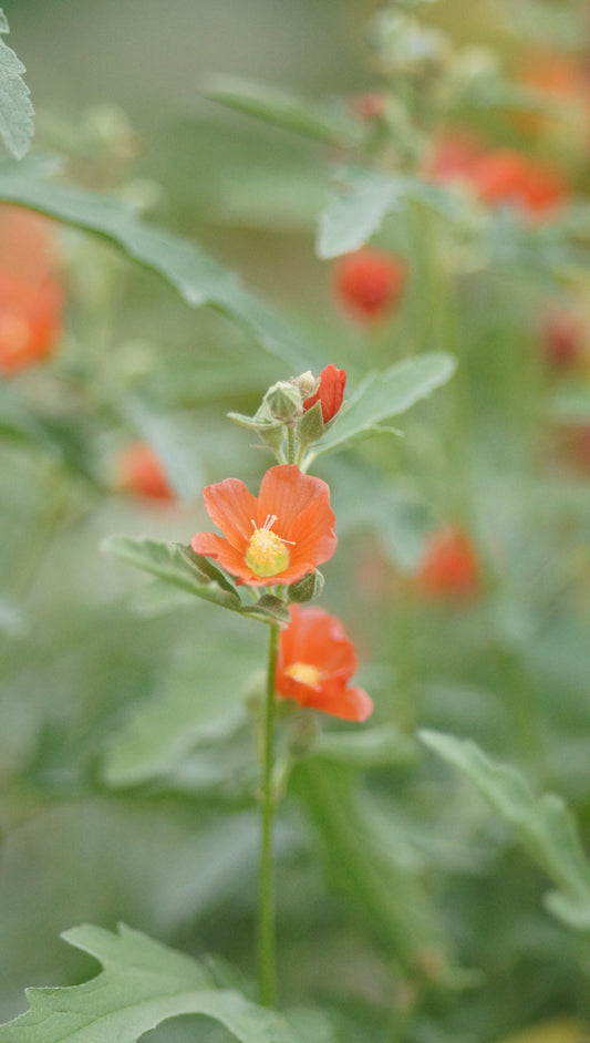 Sphaeralcea Hybride 'Charmeuse' - Wüstenmalve