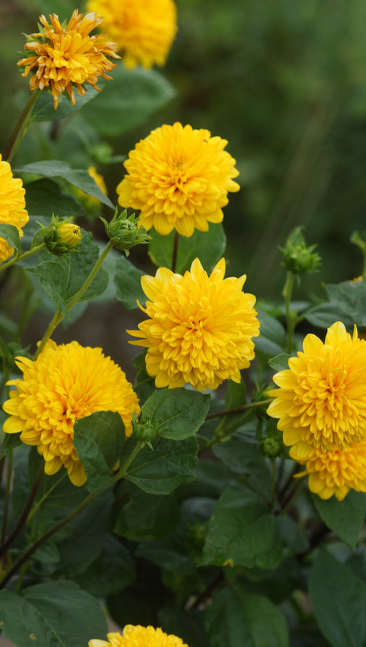Helianthus decapetalus 'Soleil d'Or' - Gefüllte Stauden-Sonnenblume
