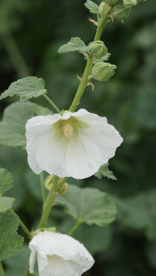 Alcea Rosea-Hybride 'Polarstar' - Stockrose
