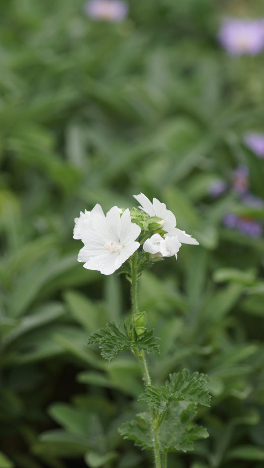 Malva moschata 'Alba' - Weisse Moschus-Malve