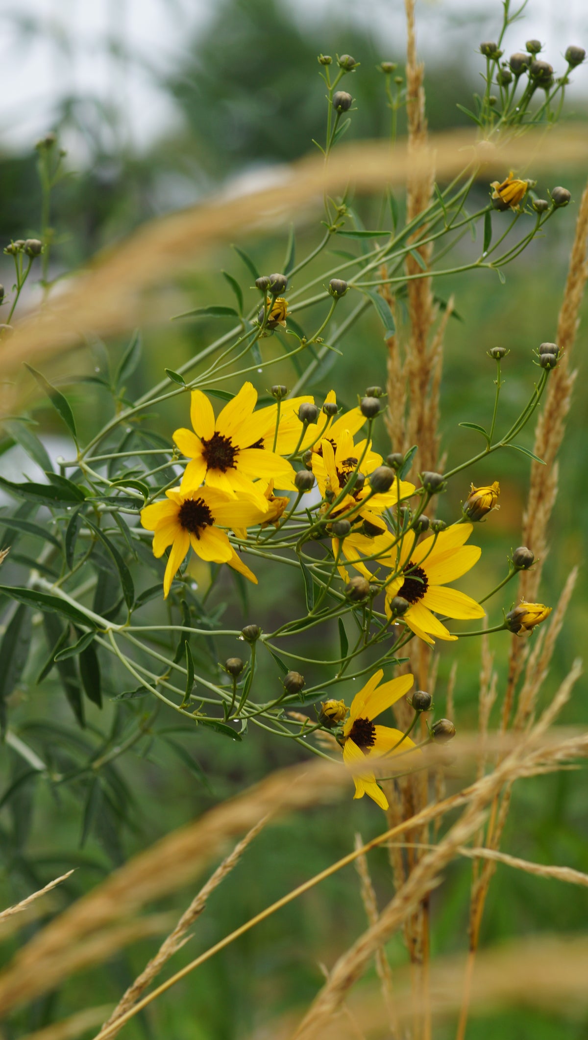 Coreopsis tripteris - Hohes Mädchenauge