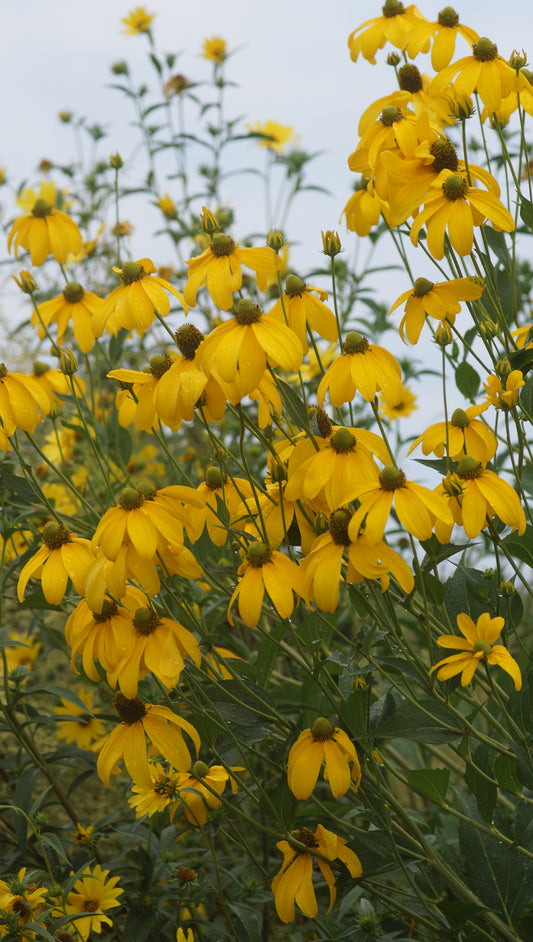 Rudbeckia nitida 'Herbstsonne' - Fallschirm-Sonnenhut