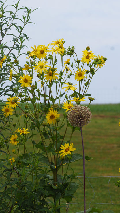 Silphium perfoliatum - Echte Kompasspflanze