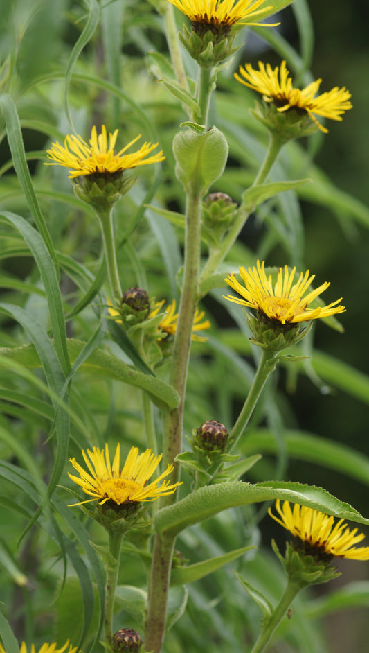 Inula racemosa 'Sonnenspeer' - Traubiger Alant