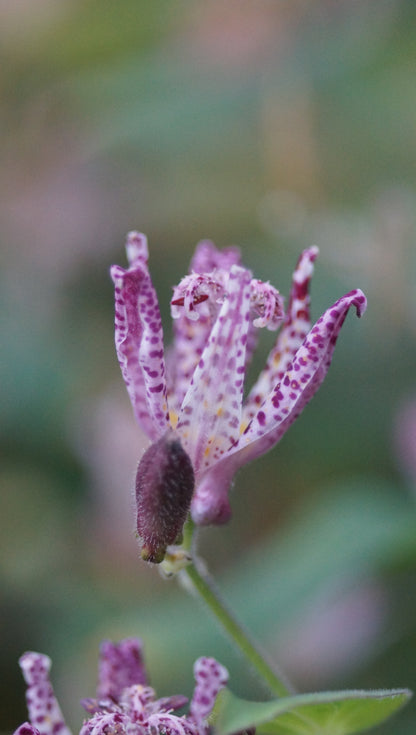 Tricyrtis hirta 'Shimone' - Borstige Krötenlilie