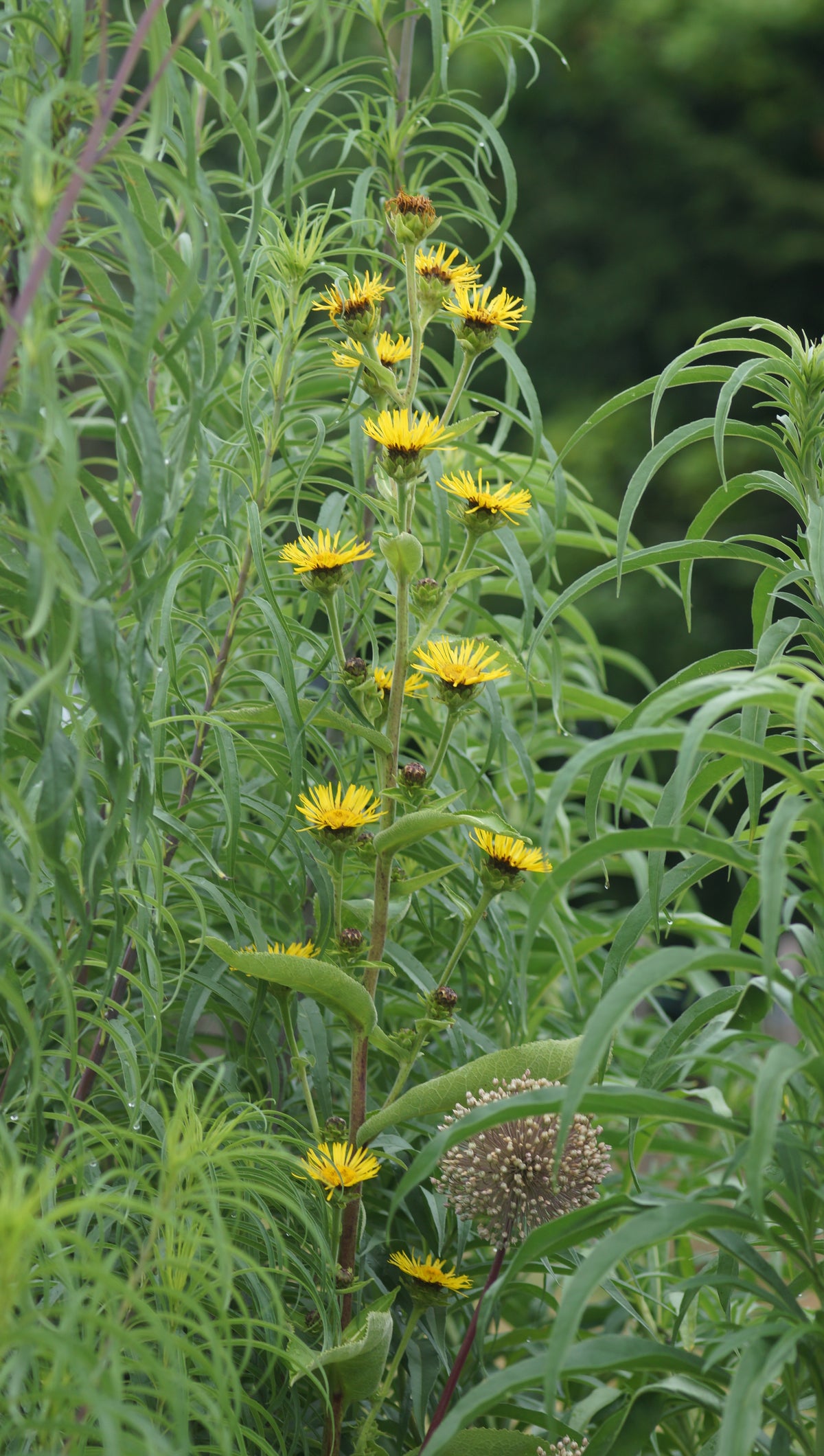 Inula racemosa 'Sonnenspeer' - Traubiger Alant