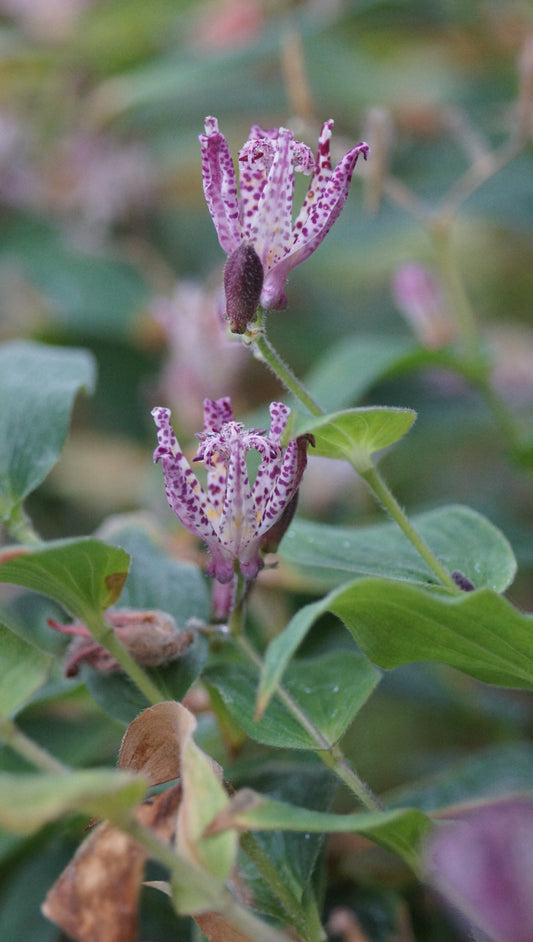 Tricyrtis hirta 'Shimone' - Borstige Krötenlilie