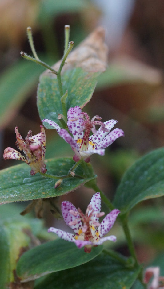 Tricyrtis formosana 'Pink Freckles' - Krötenlilie